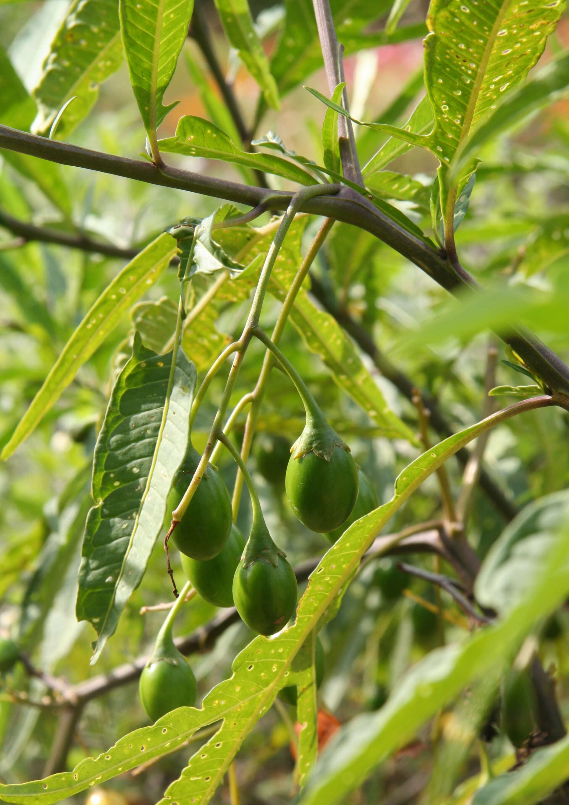 Image of Large Kangaroo Apple