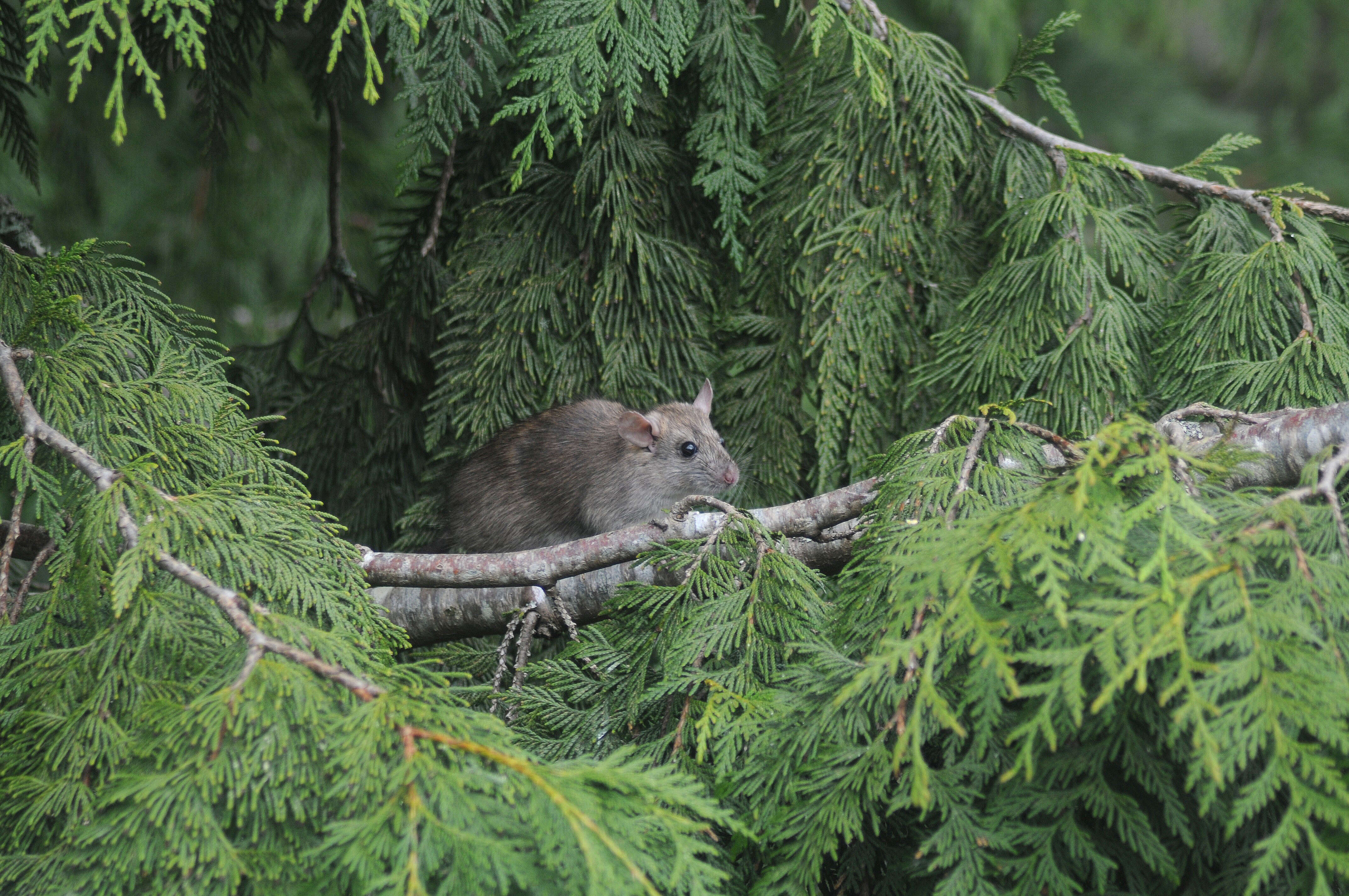 Image of Brown Rat