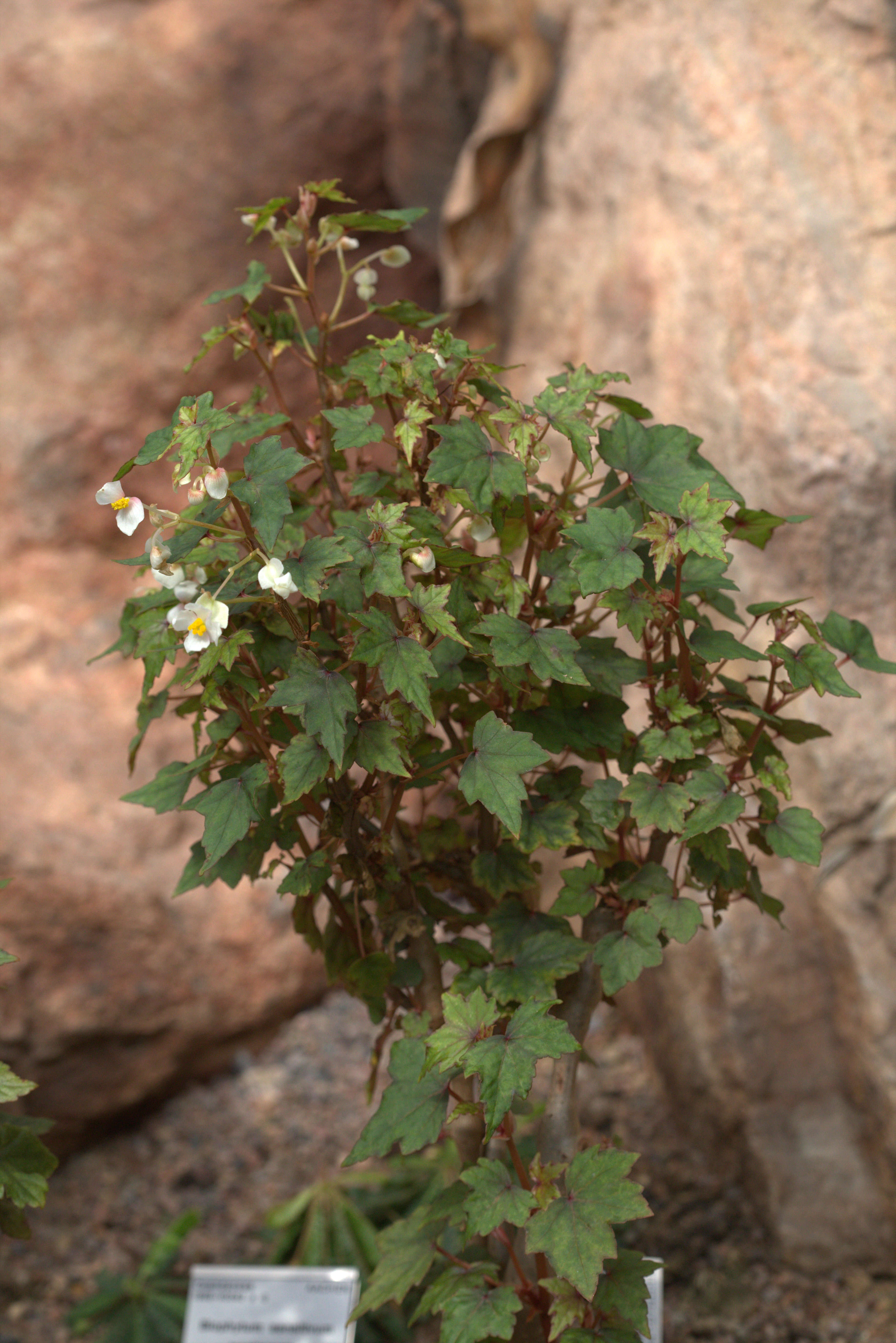 Слика од Begonia dregei Otto & A. Dietr.