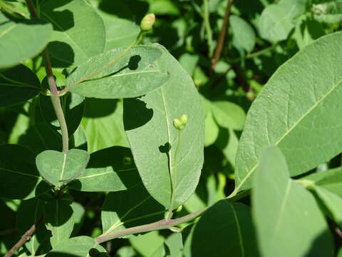 Lonicera oblongifolia (Goldie) Hook.的圖片