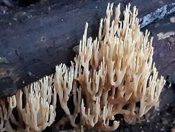 Слика од Ramaria stricta (Pers.) Quél. 1888