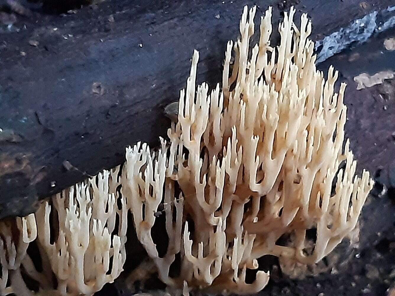 Слика од Ramaria stricta (Pers.) Quél. 1888