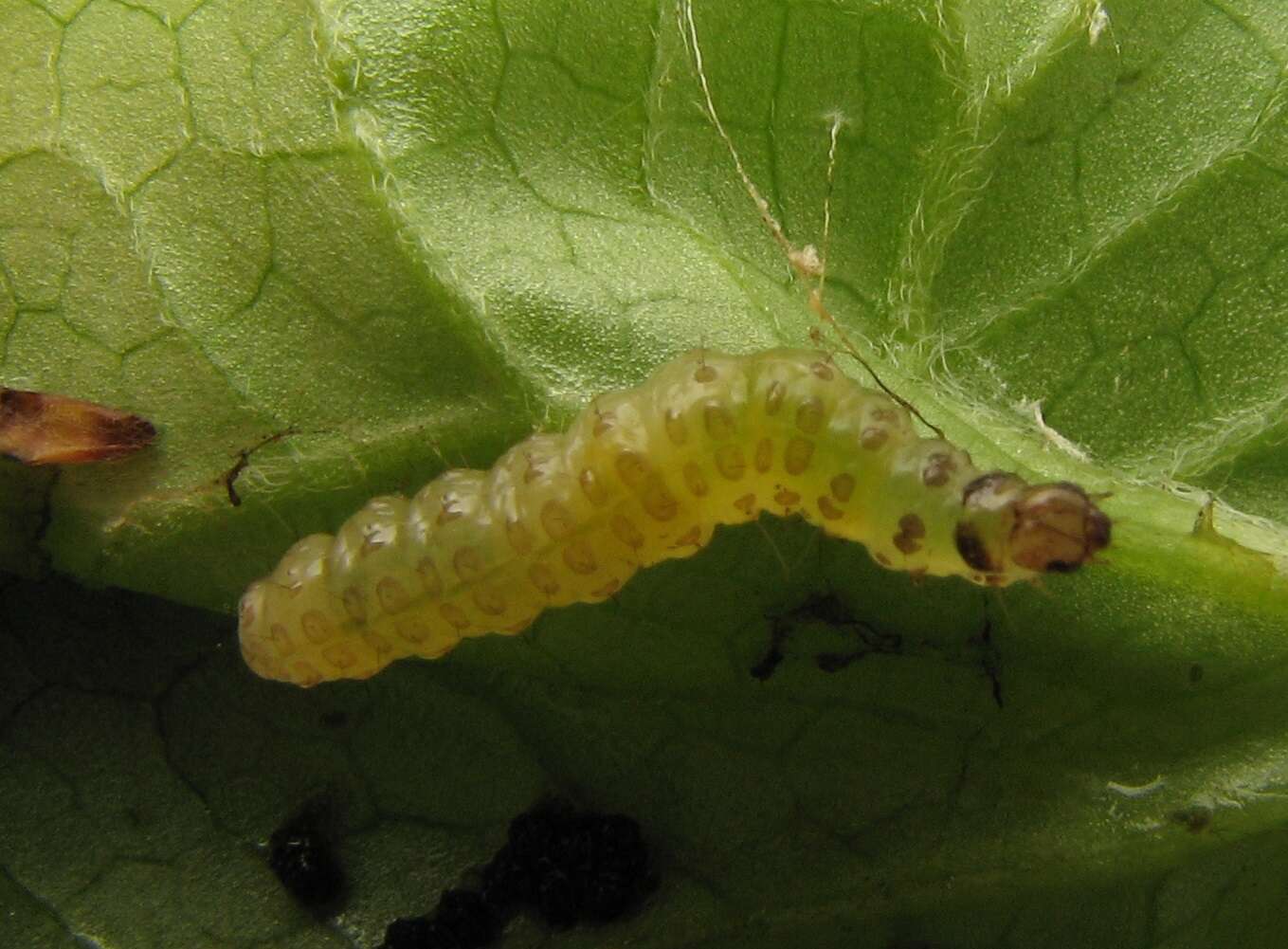 Image de Herpetogramma aeglealis Walker 1859