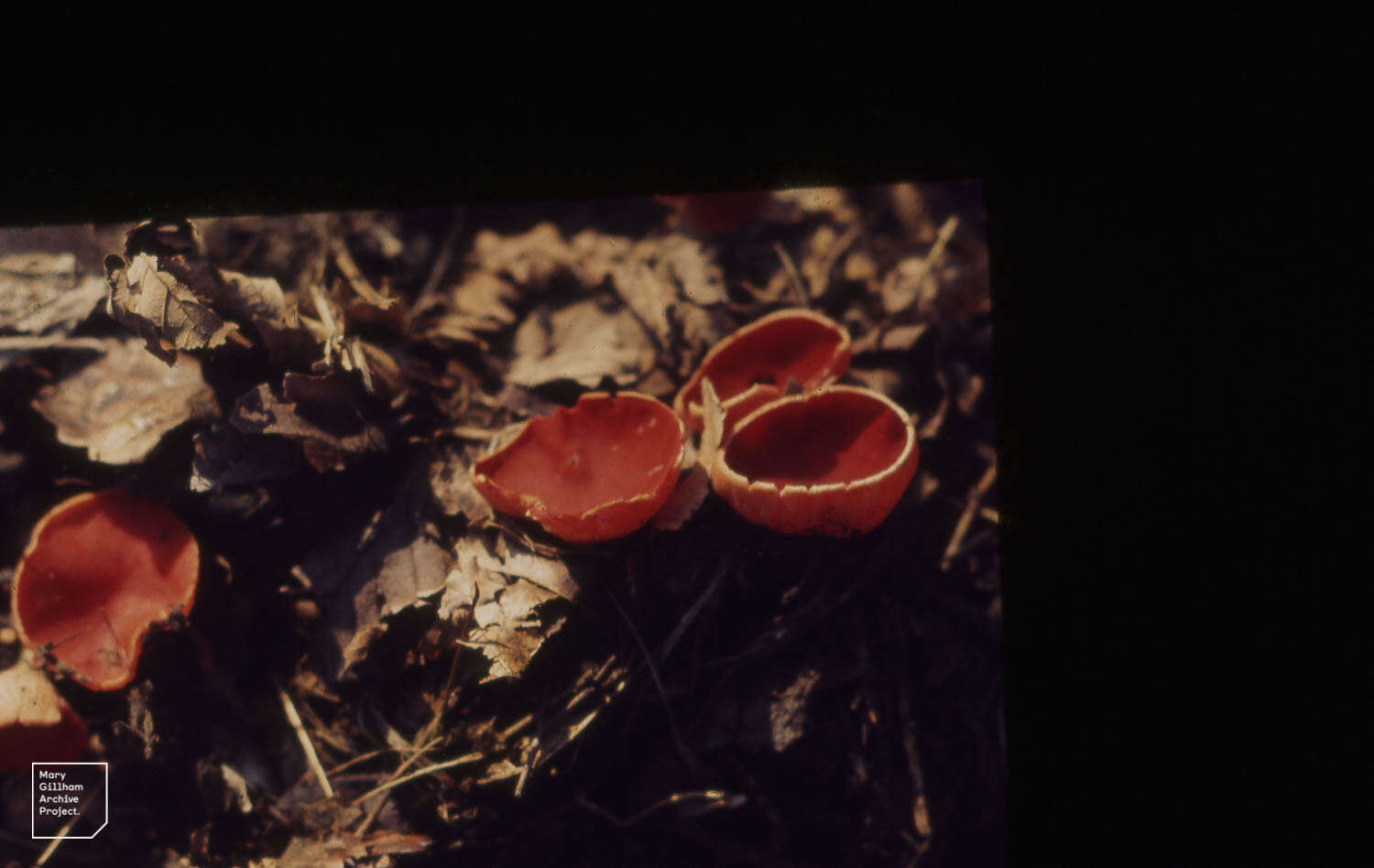 Image of Ruby elfcup