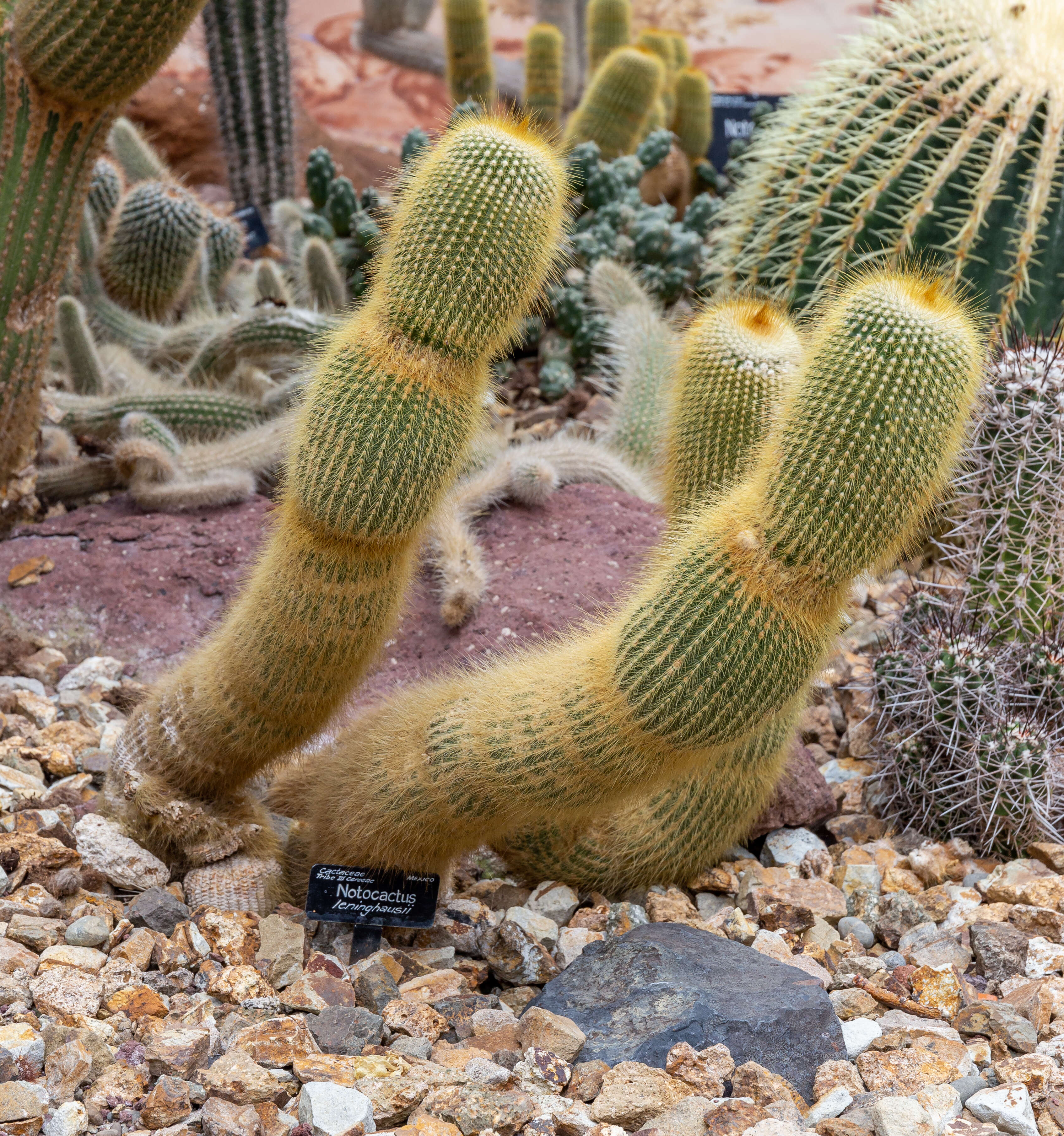 Image of Parodia lenninghausii (F. Haage) F. H. Brandt ex Eggli & Hofacker