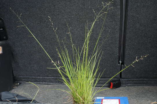 Image de Eragrostis brownii (Kunth) Nees