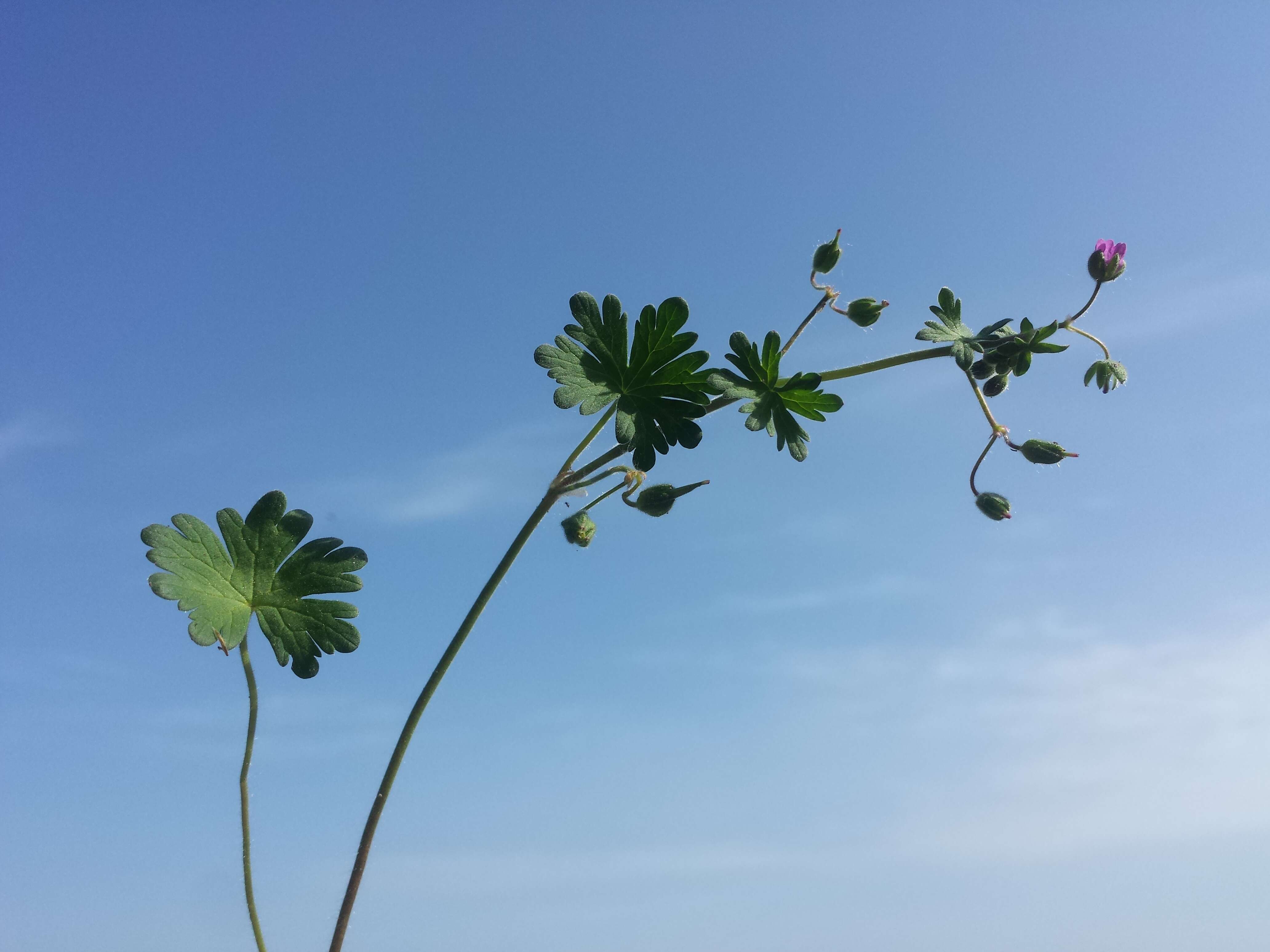 Imagem de Geranium molle L.