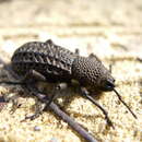 Image of Talaurinus foveatus MacLeay & W. S. 1865