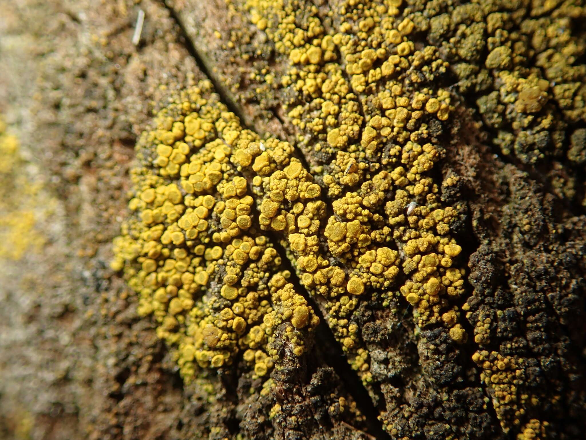 Image of eggyolk lichen