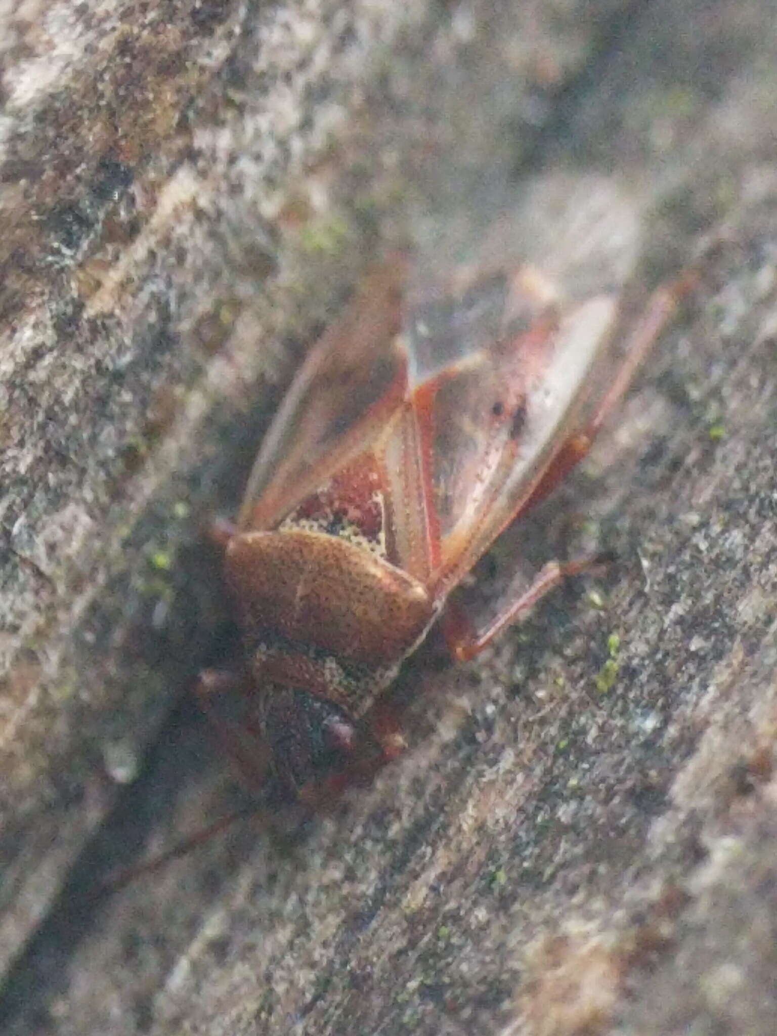 Image of Birch Catkin Bug