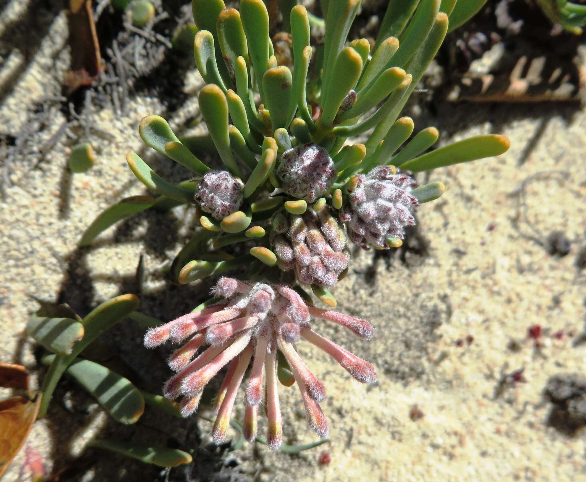 Image of Vexatorella obtusata (Thunb.) Rourke