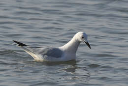 Image of Slender-billed Gull