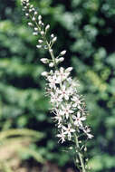 Image of Milky Loosestrife