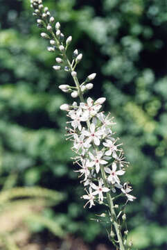 Lysimachia ephemerum L. resmi