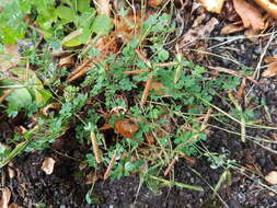 Image of Common Bird's-foot-trefoil