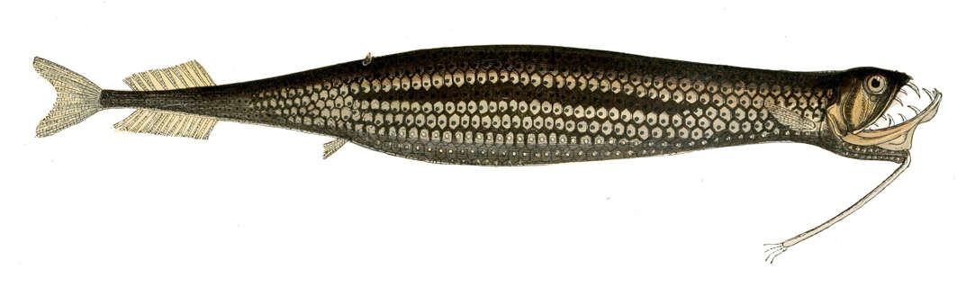 Image of Boa Dragonfish