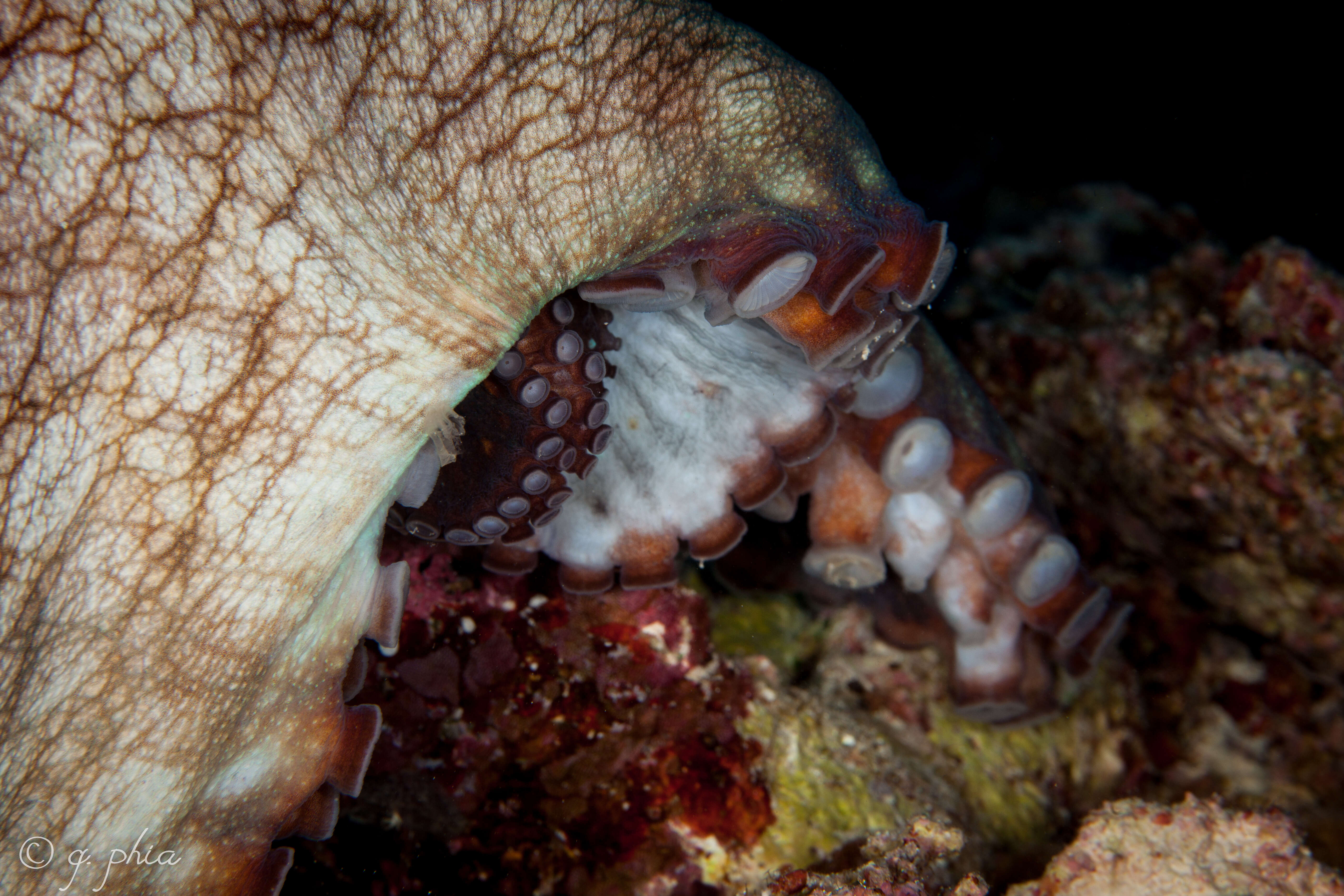 Image of Coconut shell octopus