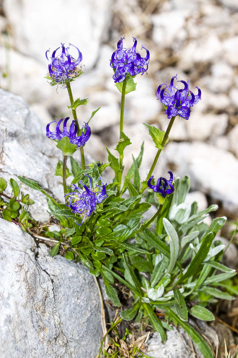 Image of Horned Rampion