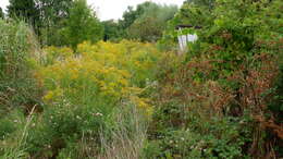 Solidago canadensis L. resmi