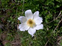 Image of alpine anemone