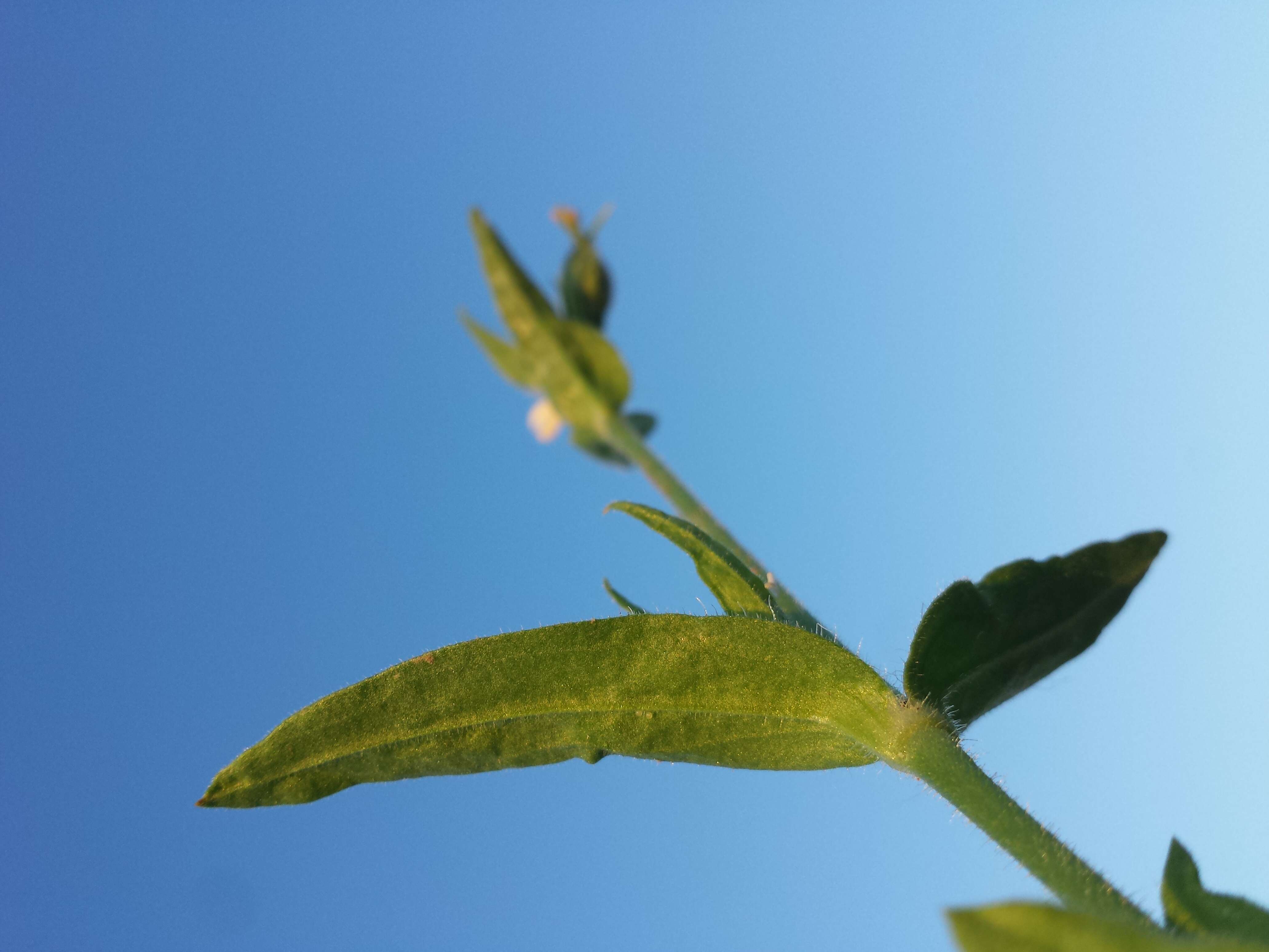 Imagem de Silene noctiflora L.