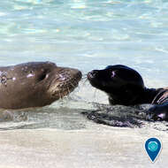 Image of Hawaiian Monk Seal