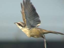 Image of Brown Shrike