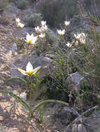 Image de Tulipa biflora Pall.