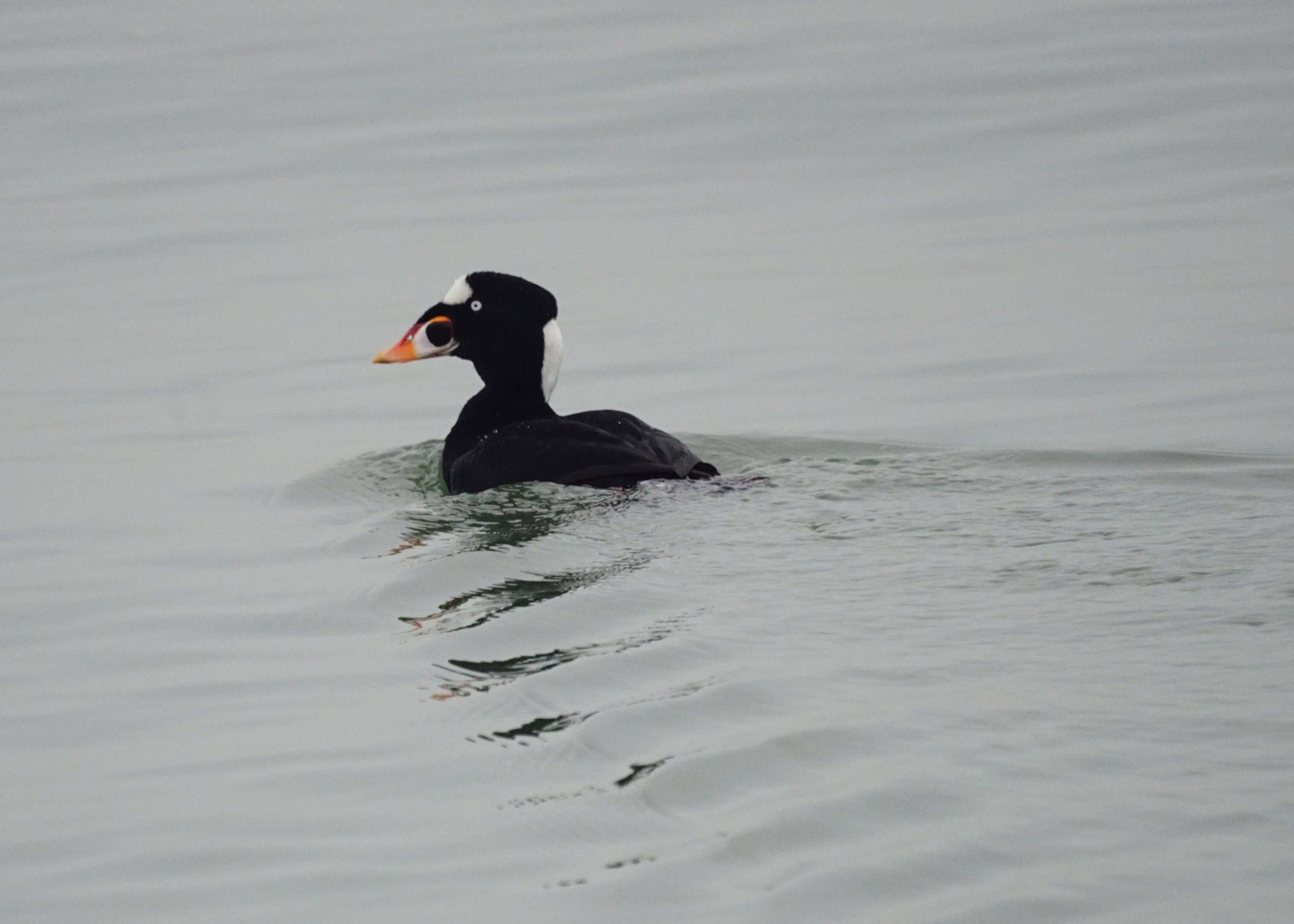 Image of scoter