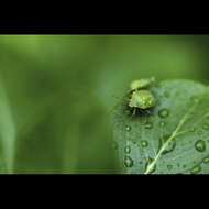 Image of Southern green stink bug