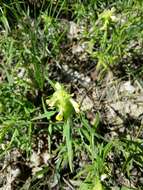 Image of Crested Cow-wheat