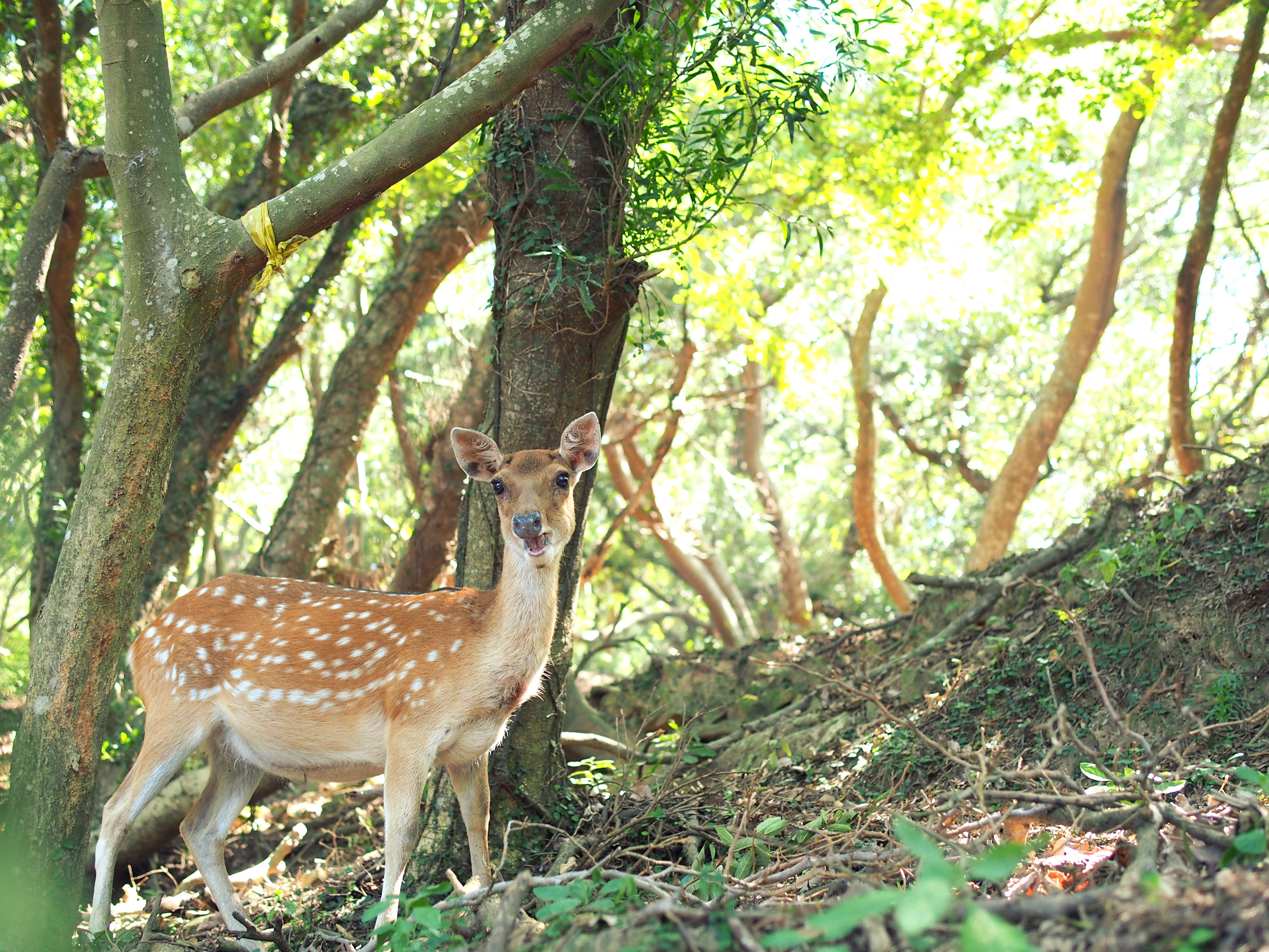 Image of Formosan sika deer