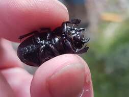 Image of Helms' stag beetle