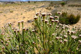 Image of Leucadendron dubium H. Buek ex Meissn.