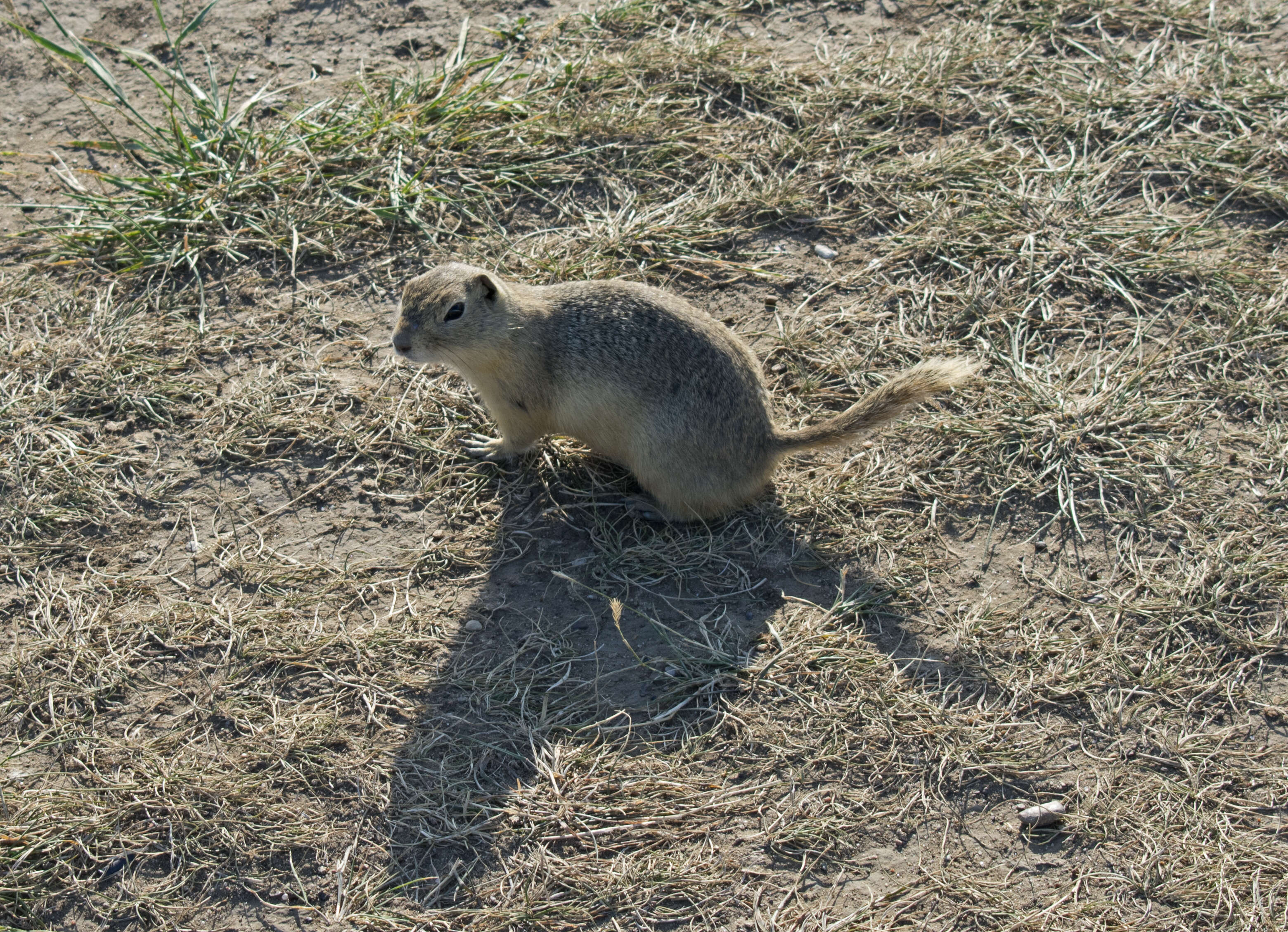 Image of Richardson's ground squirrel