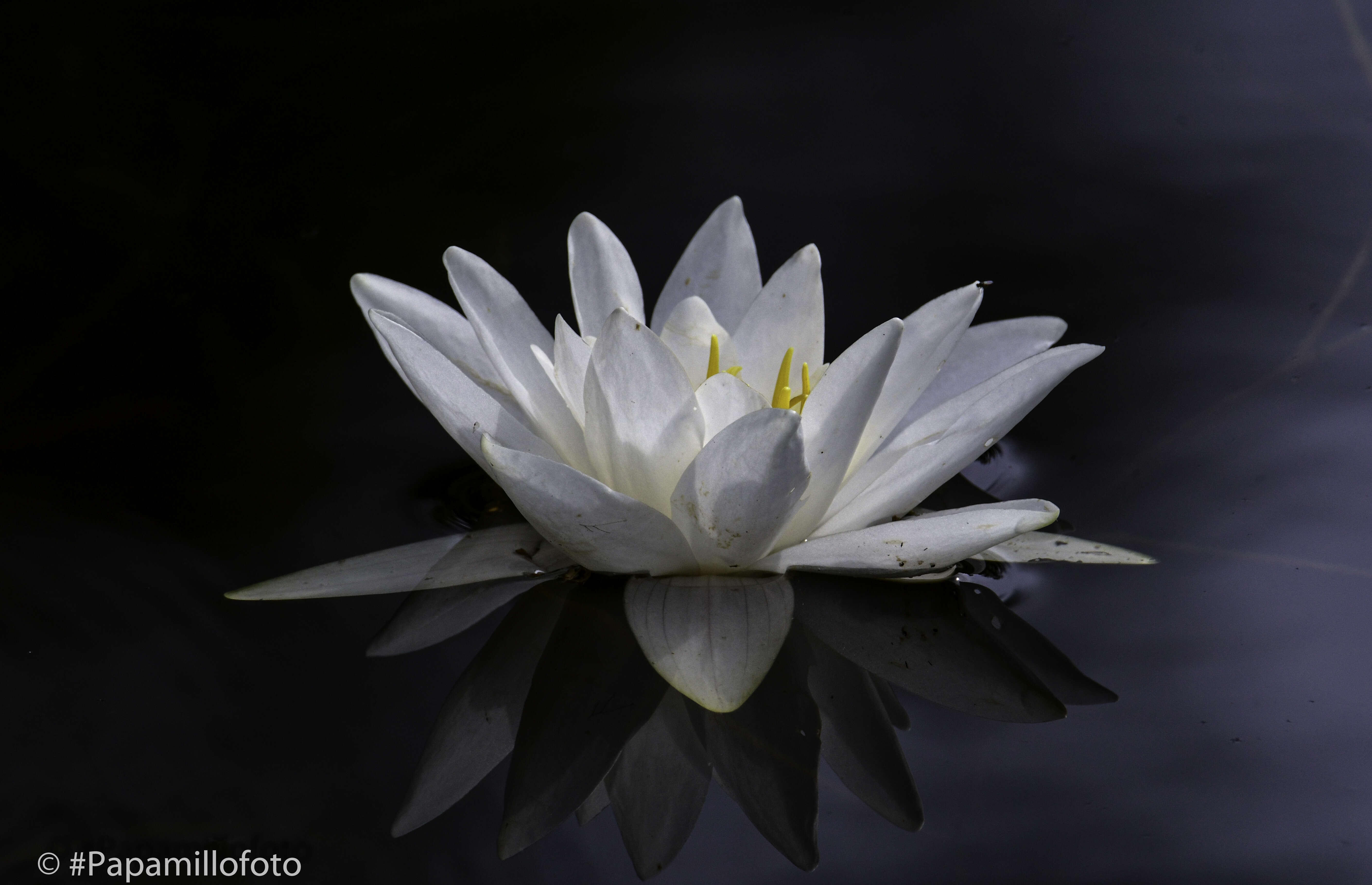 Image of waterlilies