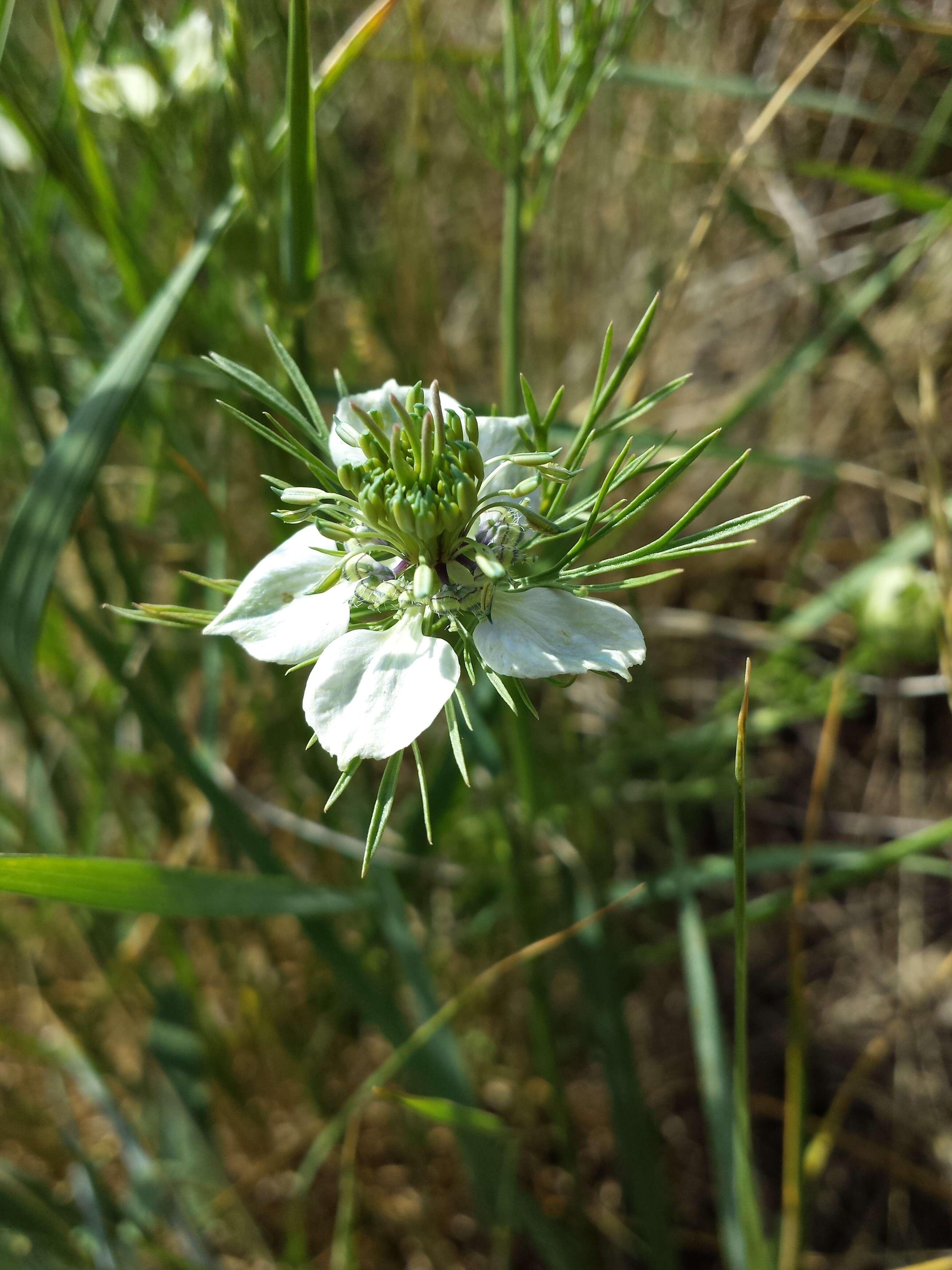 Nigella arvensis L. resmi