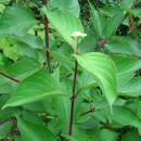 Image of Cornus hemsleyi C. K. Schneid. & Wangerin