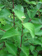 Sivun Cornus hemsleyi C. K. Schneid. & Wangerin kuva