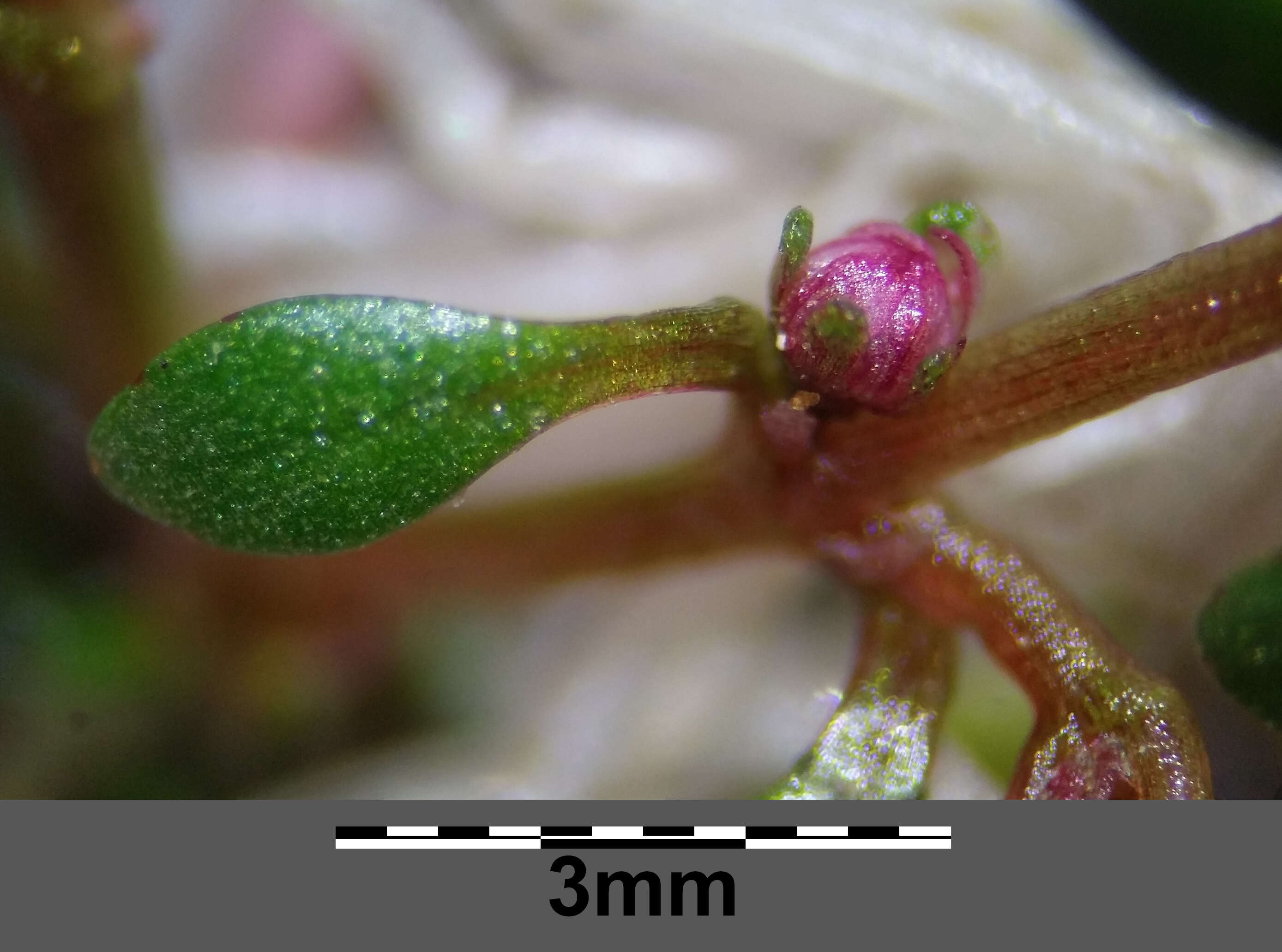 Image of eight-stamened waterwort