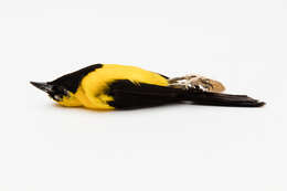 Image of Yellow-backed Oriole