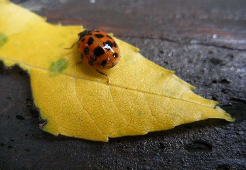 Image of Harmonia axyridis (Pallas 1773)