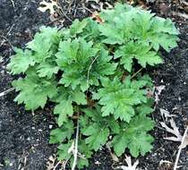 Plancia ëd Heracleum sphondylium subsp. montanum (Schleicher ex Gaudin) Briq.