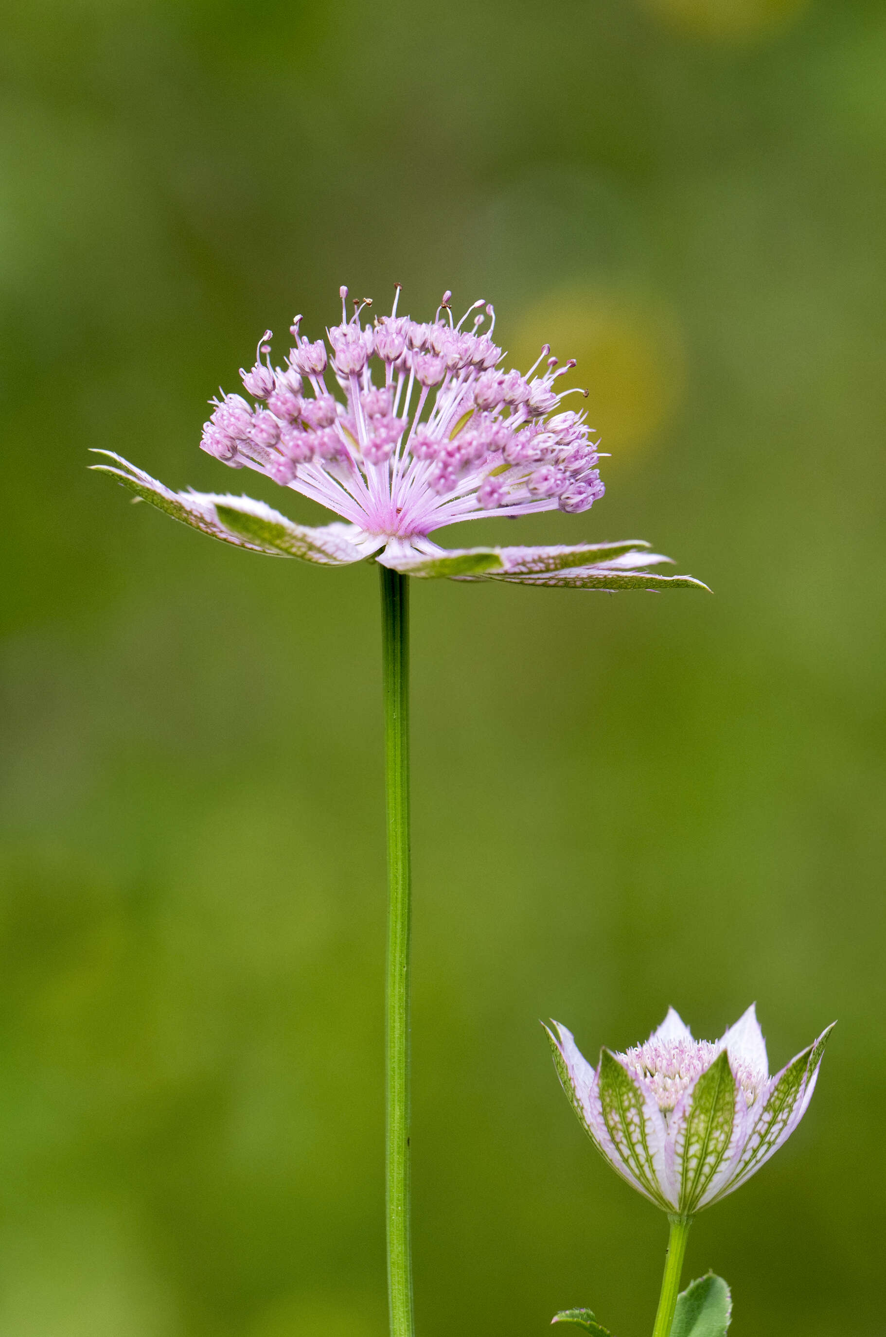 Imagem de Astrantia maxima Pall.