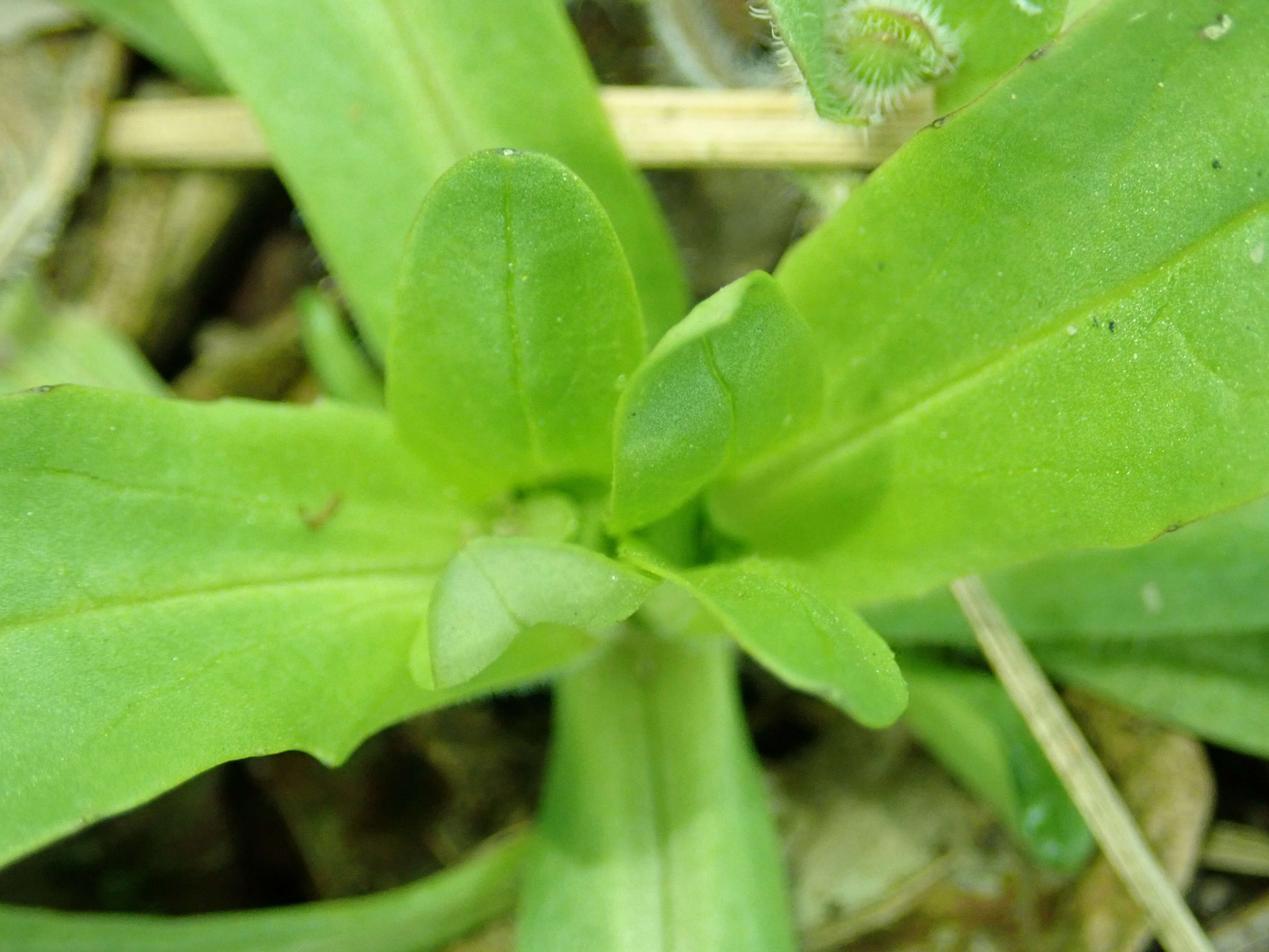 Image of Lewiston cornsalad