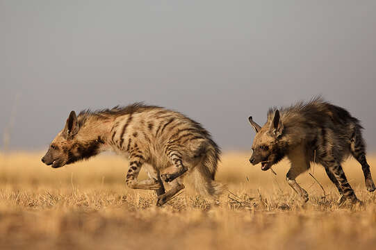 Image of Striped Hyena