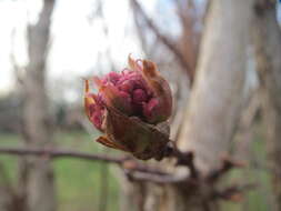 Sivun Viburnum × bodnantense kuva