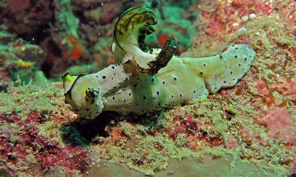 Image of Green and black gill guard slug