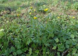 Image of Goldilocks Buttercup