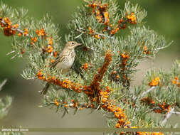 Image of Tree Pipit